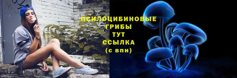 Псилоцибиновые грибы Cubensis Динская